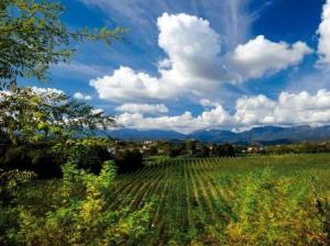 Prosecco Tour
