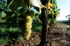 Ultimate French Wine Tour- Christophe MEYER ADT HAUT-RHIN