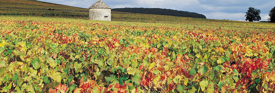 Beaune Wine Tours- Credits Côte-d'Or Tourisme © J-M. SCHWARTZ