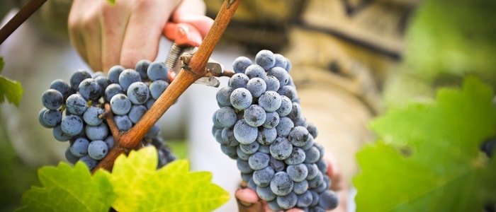 Harvest tasting and tours- Credits Pape Clement