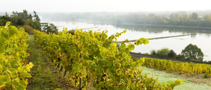 Loire Vineyards- Credits Stevens Frémont