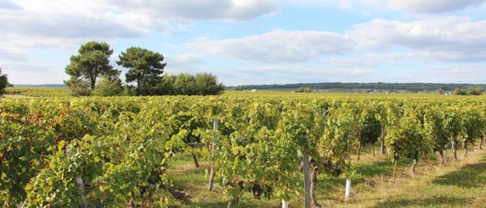 Loire Wine Tour